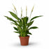 Spathiphyllum ‘Bingo Cupido’ – Fleur de lune - Verdeia