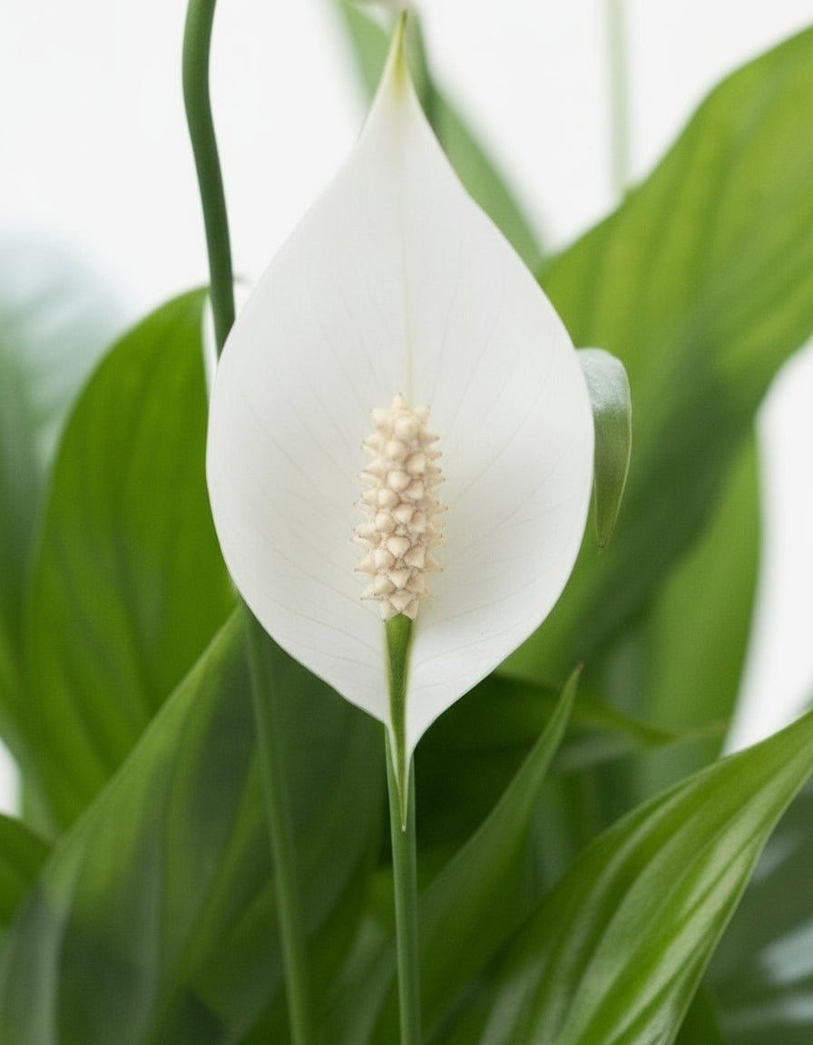 Spathiphyllum — Flor de lluna — Ø12 x H35 cm — A punt per col·locar — Ceràmica gris - Verdeia - 2