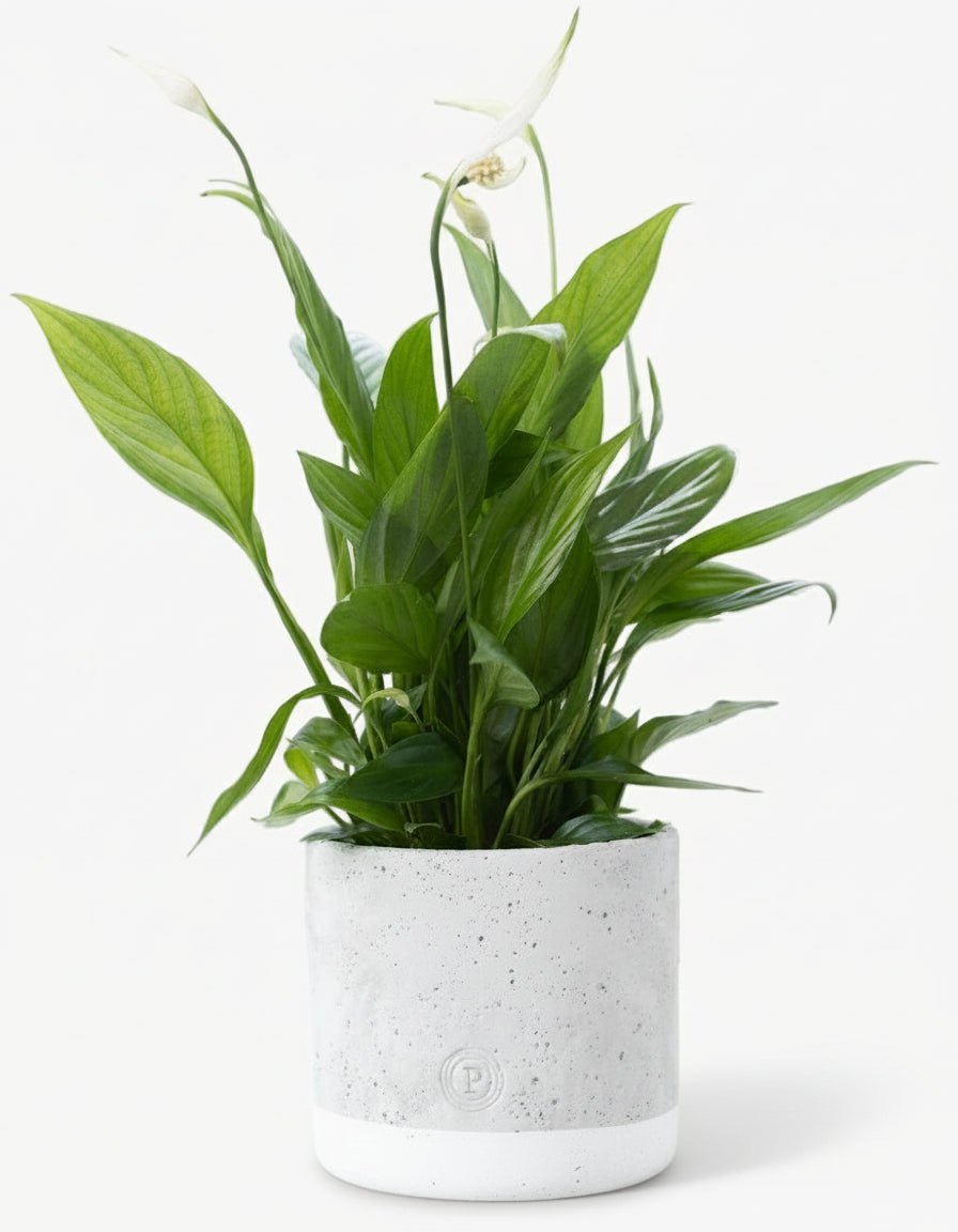 Spathiphyllum — Flor de luna — Ø12 x A35 cm — Listo para colocar — Cerámica gris - Verdeia - 1