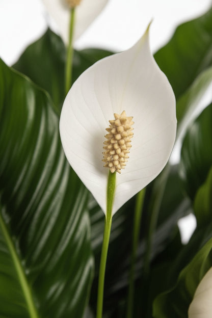 Spathiphyllum &