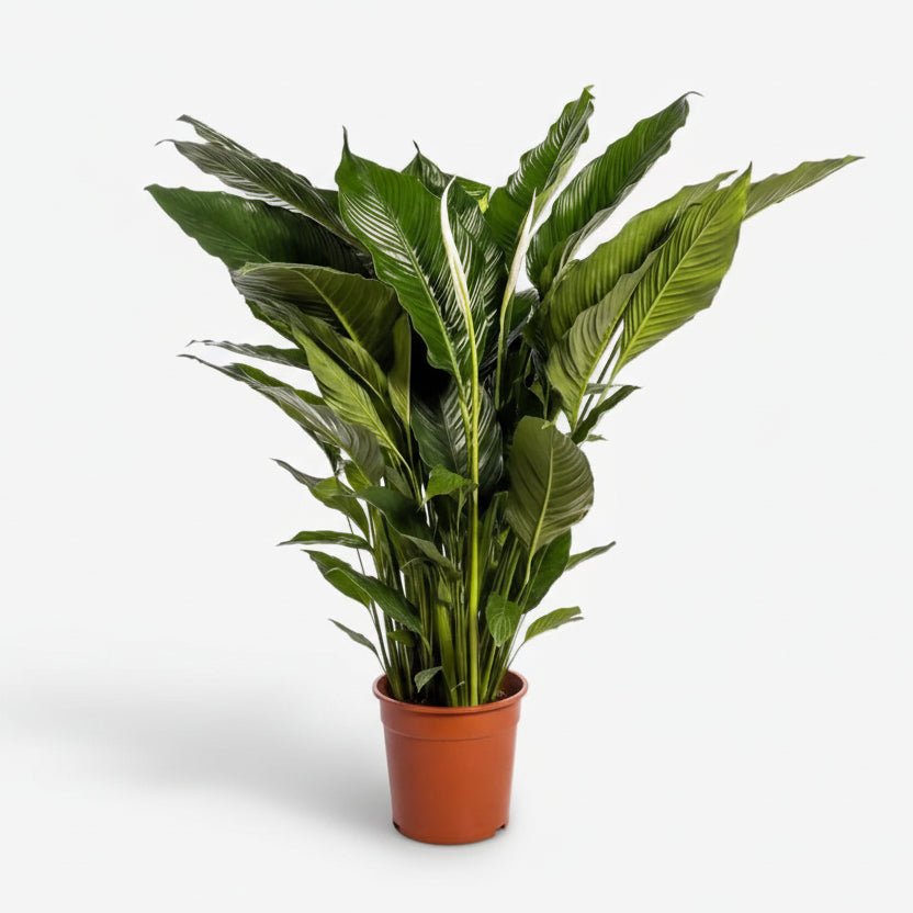 Spathiphyllum Sweet Sebastiano — Flor de luna — Ø24 cm — H110 cm - Verdeia - 1