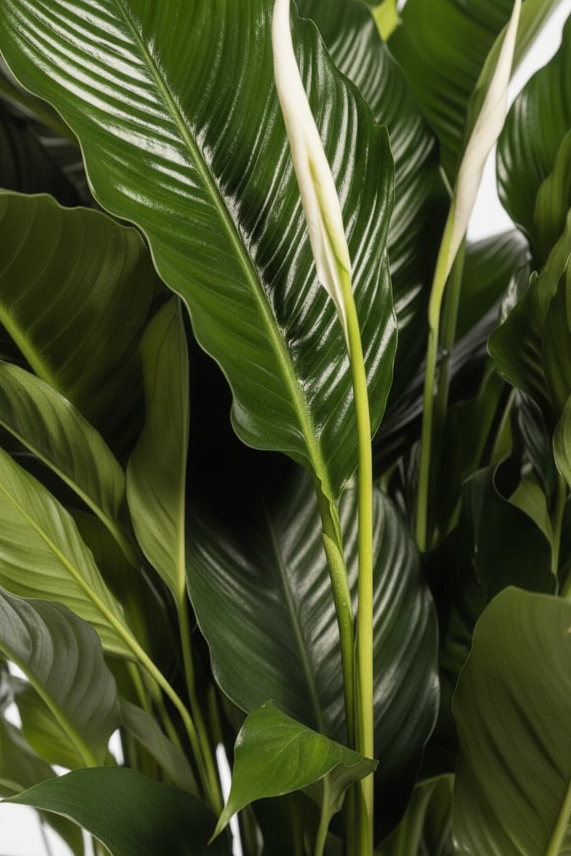 Spathiphyllum Sweet Sebastiano — Flor de lluna — Ø24 cm — A110 cm - Verdeia - 2