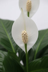 Spathiphyllum &