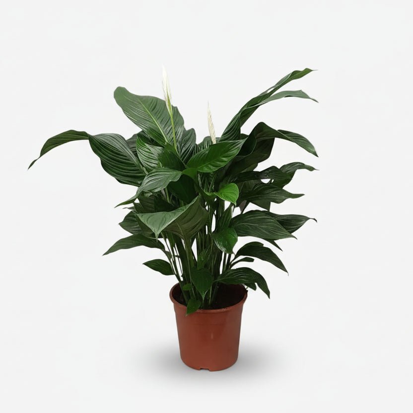 Spathiphyllum Sweet Silvana — Fleur de lune — Ø24 cm — H80 cm - Verdeia - 1