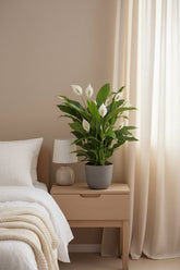 Spathiphyllum &