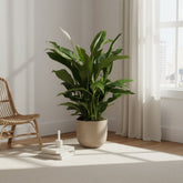 Spathiphyllum ‘Torelli’ — Lirio de la paz — Ø17 cm — H65 cm - Verdeia - 3