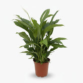 Spathiphyllum ‘Torelli’ — Lirio de la paz / Fleur de la paix — Ø17 cm — H65 cm - Verdeia - 1