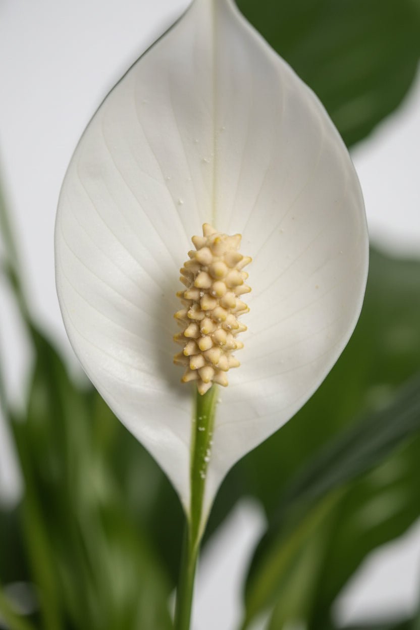 Spathiphyllum &