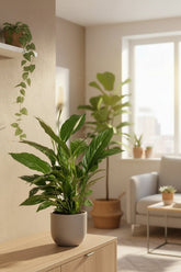 Spathiphyllum Vivaldi — Flor de luna — Ø17 cm — H70 cm - Verdeia - 5