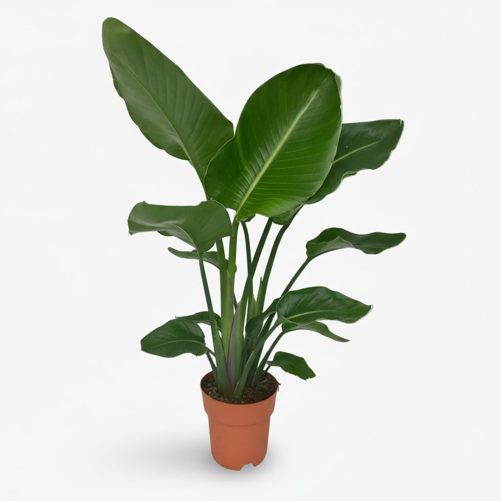 Strelitzia Nicolai — Uccello del paradiso bianco — Uccello del paradiso gigante - Verdeia - 9