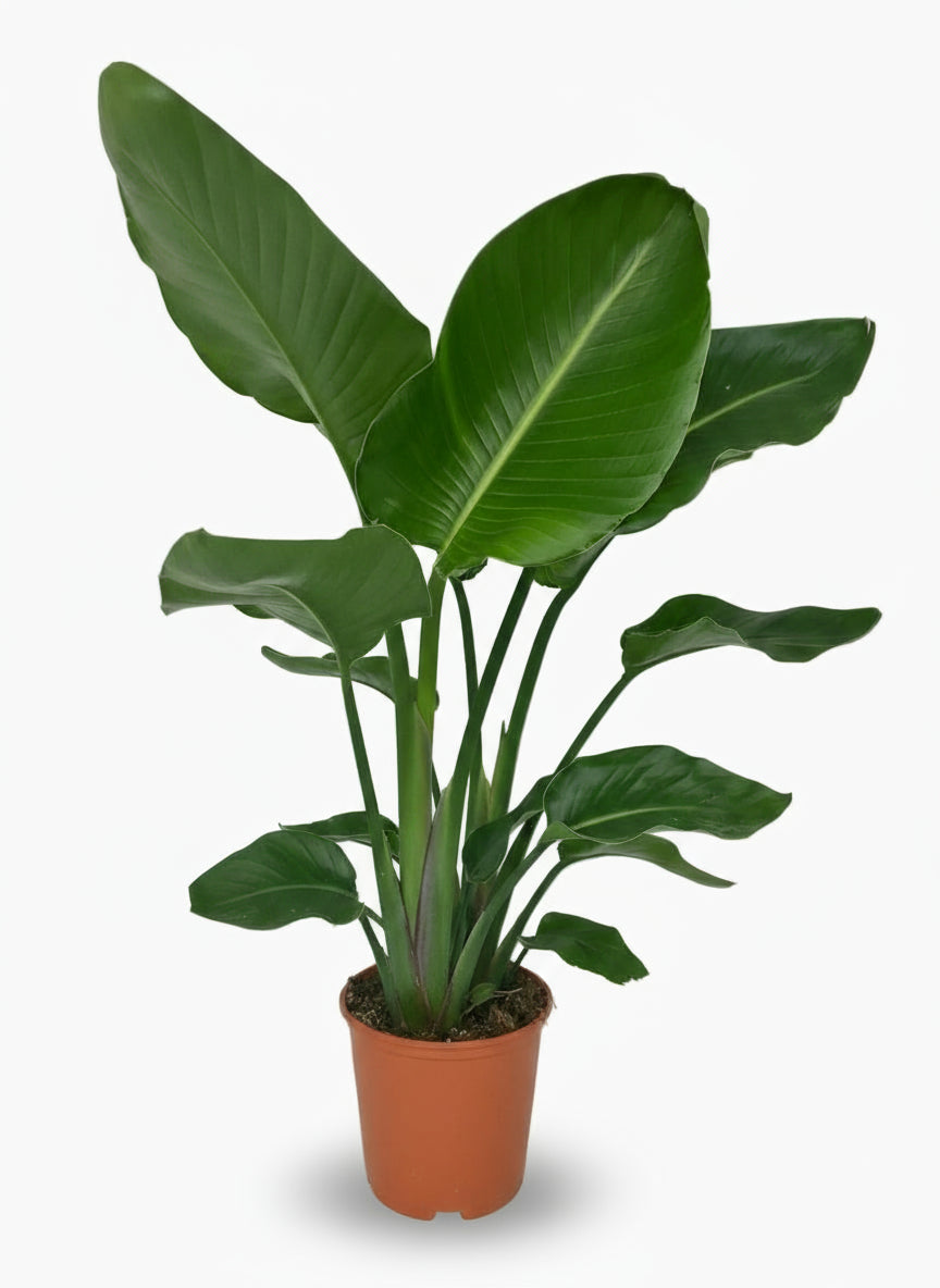 Strelitzia nicolai – Paradisier blanc / Oiseau de paradis - Verdeia