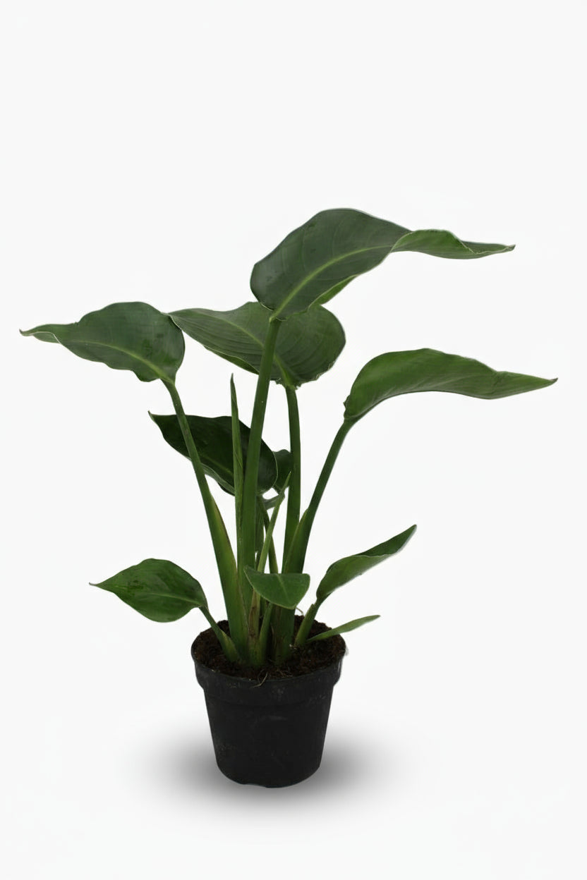 Strelitzia nicolai – Paradisier blanc / Oiseau de paradis - Verdeia