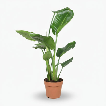 Strelitzia nicolai – Paradisier blanc / Oiseau de paradis - Verdeia