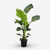 Strelitzia Nicolai — Paraíso blanco — Ave del paraíso gigante - Verdeia - 8