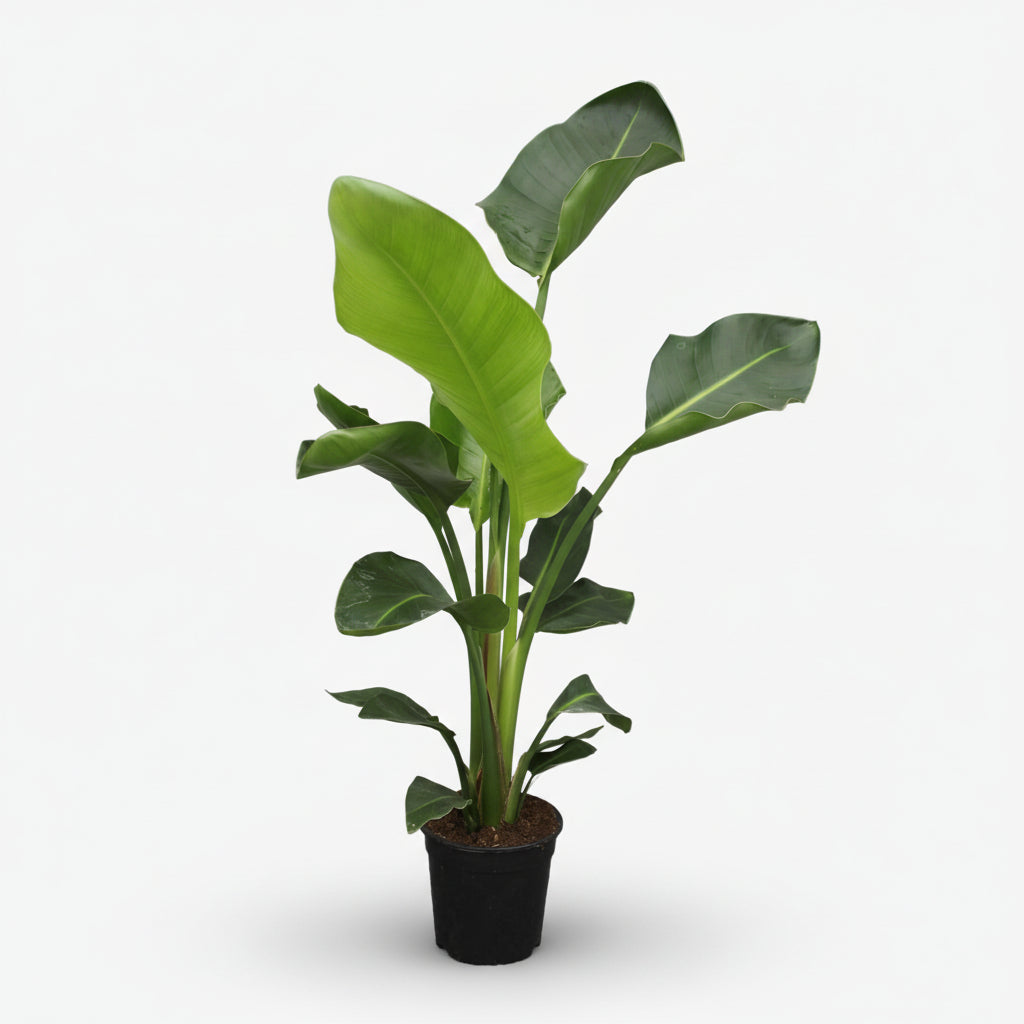 Strelitzia Nicolai — Uccello del paradiso bianco — Uccello del paradiso gigante - Verdeia - 8