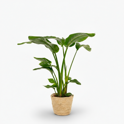 Strelitzia nicolai – Paradisier blanc / Oiseau de paradis - Verdeia