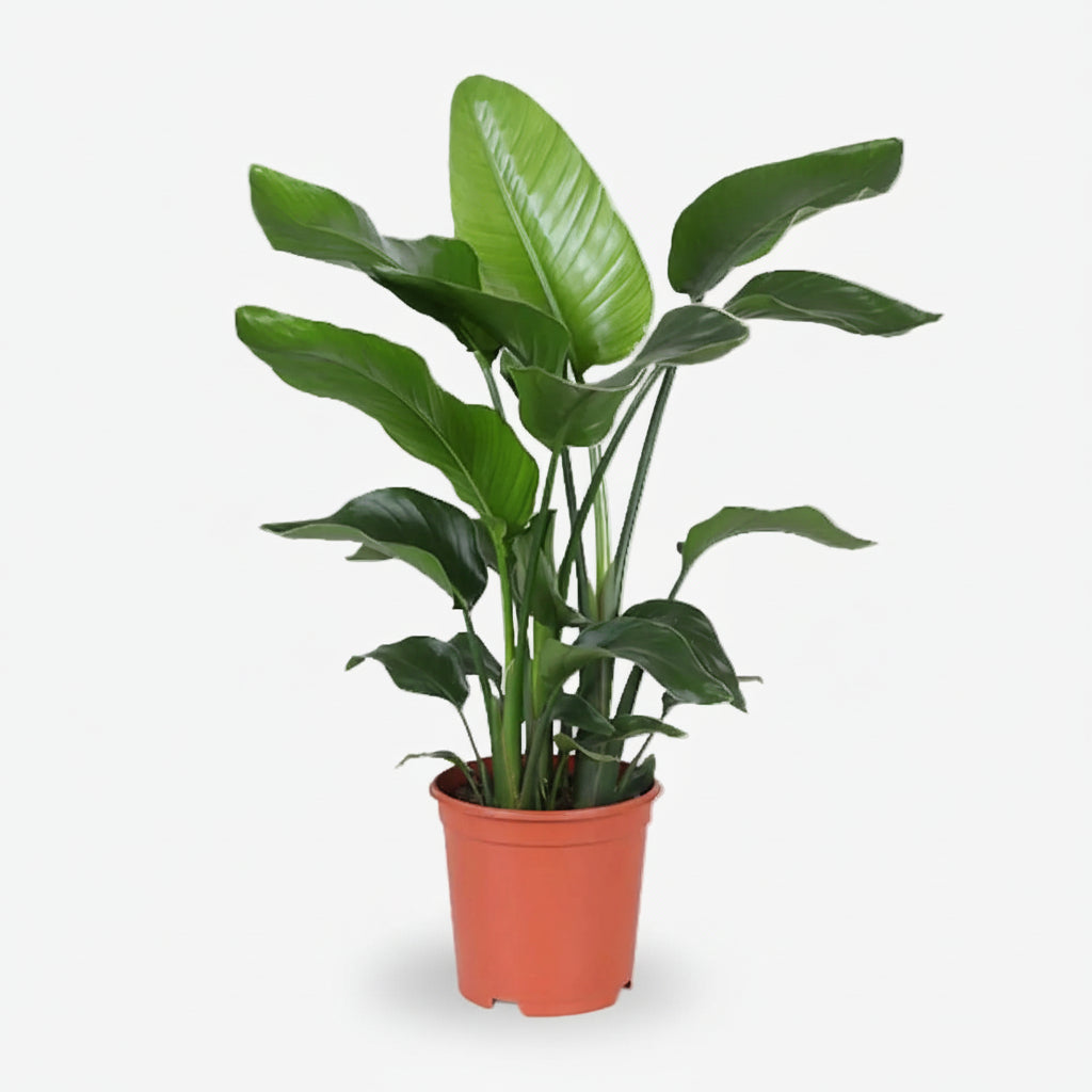 Strelitzia Nicolai — Paradisier blanc — Ave del paraíso gigante - Verdeia - 1