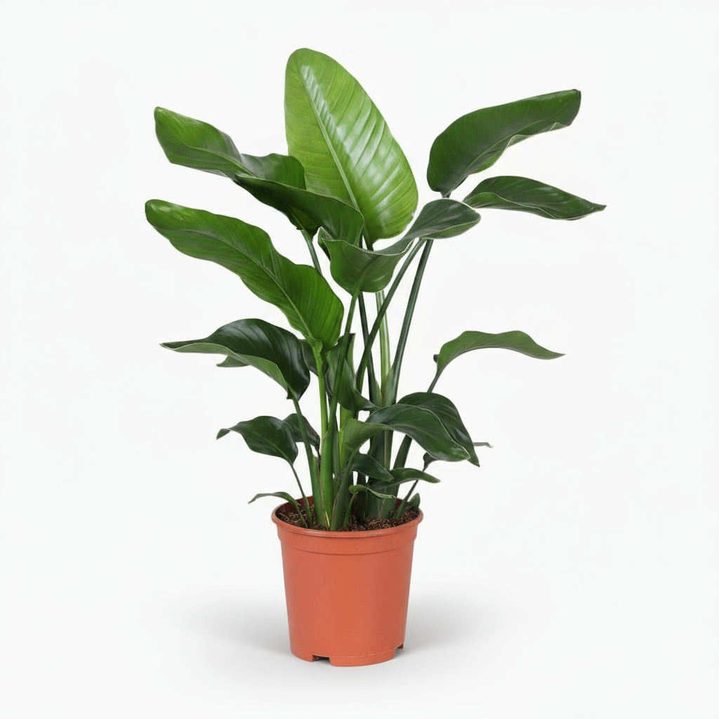 Strelitzia nicolai – Paradisier blanc / Oiseau de paradis - Verdeia