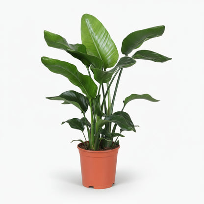 Strelitzia nicolai – Paradisier blanc / Oiseau de paradis - Verdeia