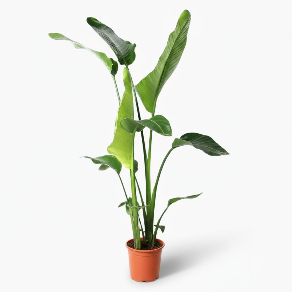 Strelitzia nicolai – Paradisier blanc / Oiseau de paradis - Verdeia