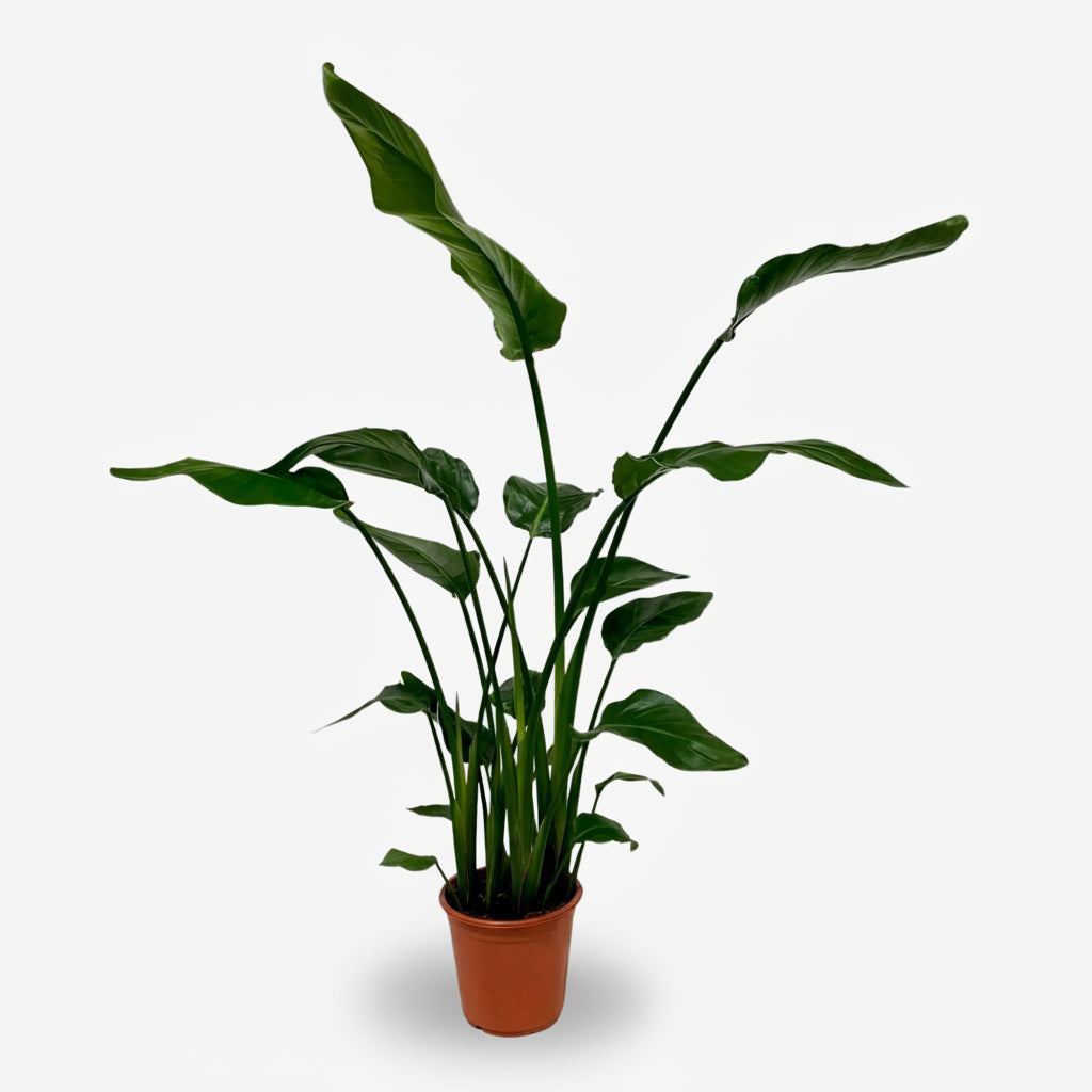 Strelitzia Nicolai — Uccello del paradiso bianco — Uccello del paradiso gigante - Verdeia - 12