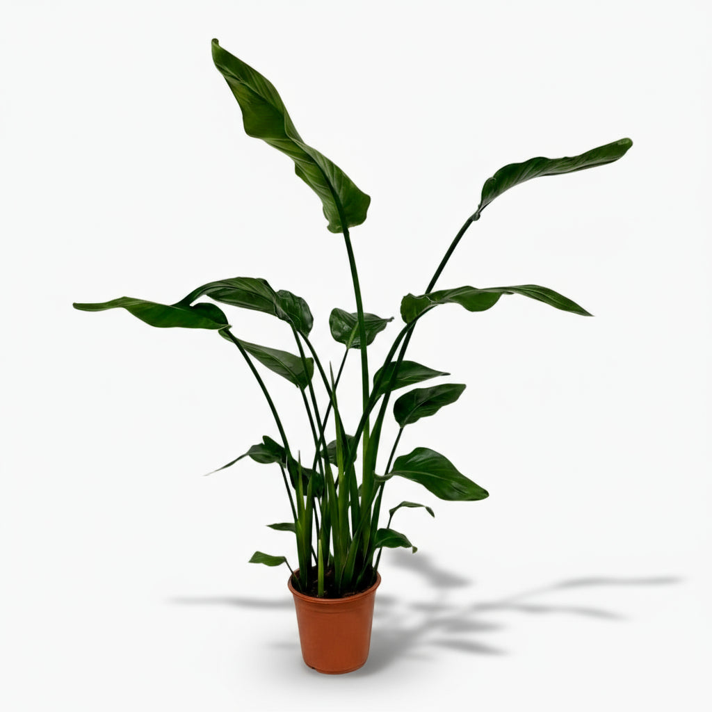 Strelitzia nicolai – Paradisier blanc / Oiseau de paradis - Verdeia