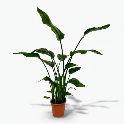 Strelitzia nicolai – Paradisier blanc / Oiseau de paradis - Verdeia