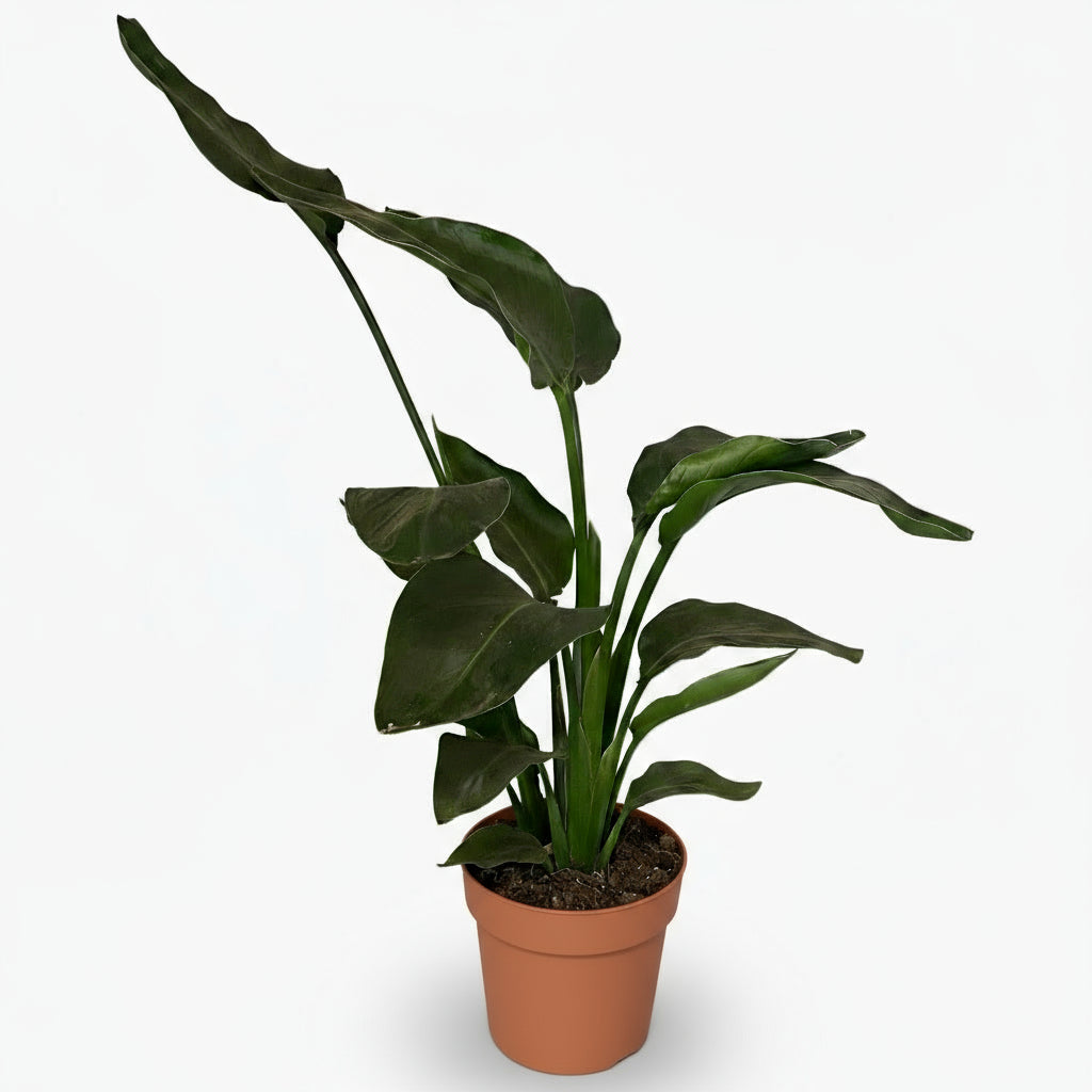 Strelitzia nicolai – Paradisier blanc / Oiseau de paradis - Verdeia