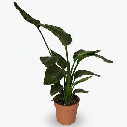 Strelitzia nicolai – Paradisier blanc / Oiseau de paradis - Verdeia