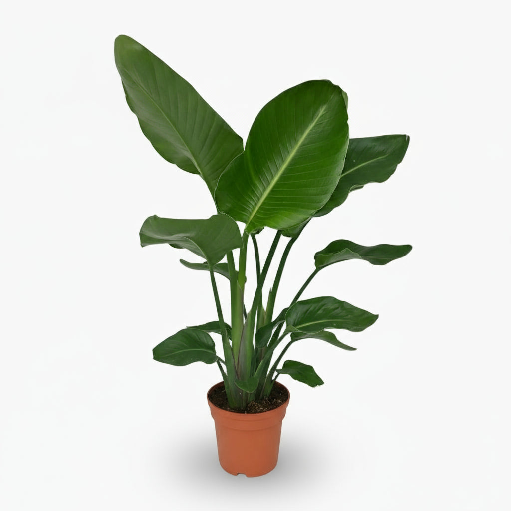 Strelitzia nicolai – Paradisier blanc / Oiseau de paradis - Verdeia