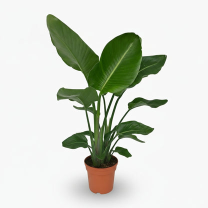 Strelitzia nicolai – Paradisier blanc / Oiseau de paradis - Verdeia