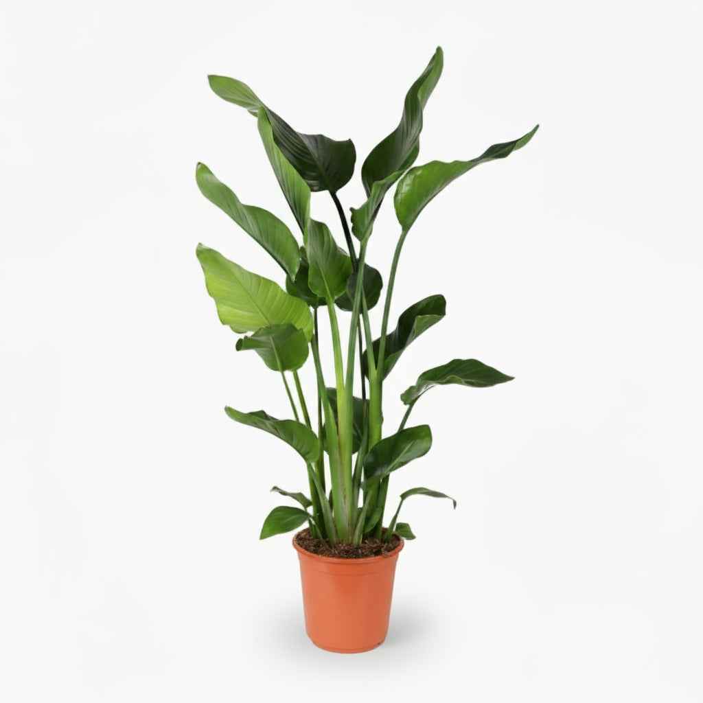 Strelitzia nicolai – Paradisier blanc / Oiseau de paradis - Verdeia