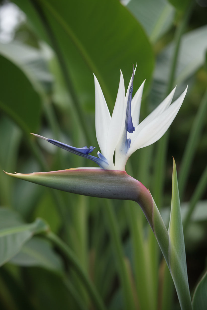 Strelitzia Nicolai — Olbrzymi rajski ptak