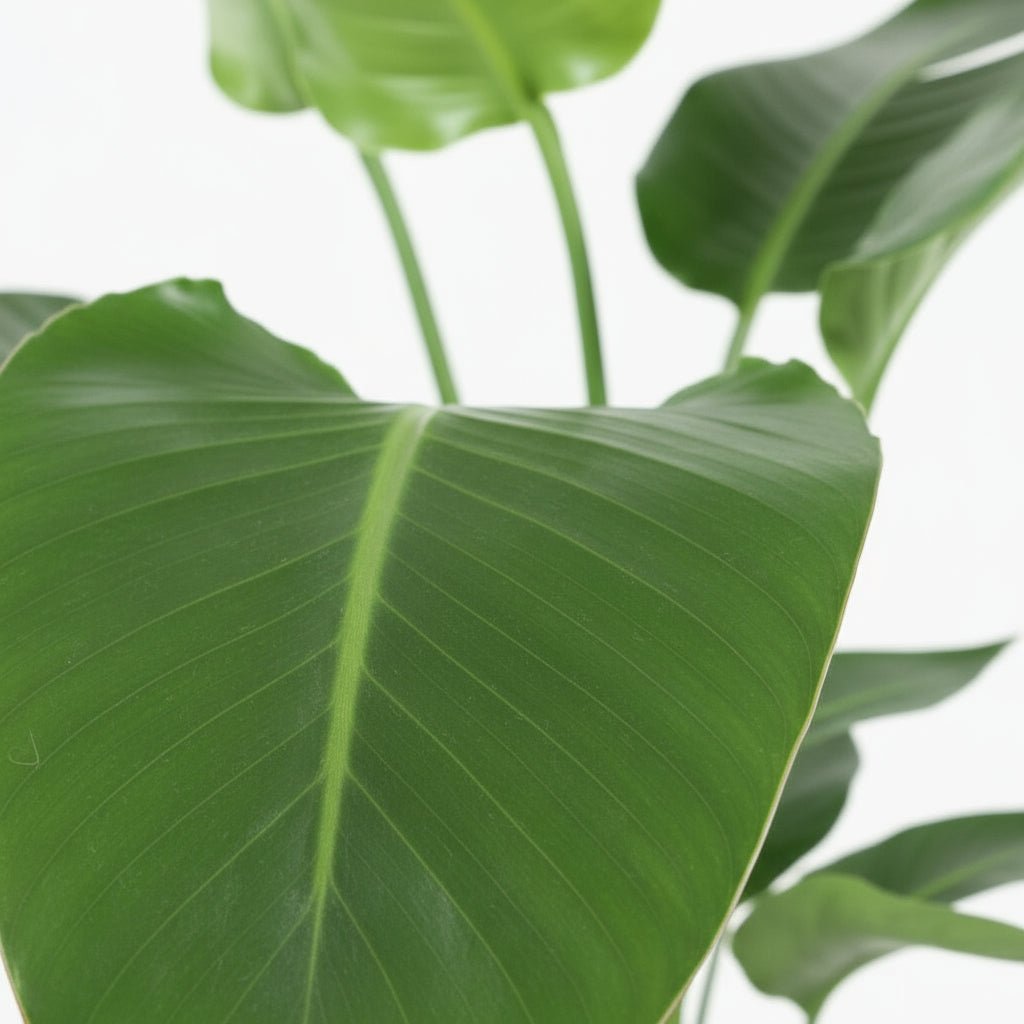 Strelitzia nicolai – Paradisier blanc / Oiseau de paradis - Verdeia