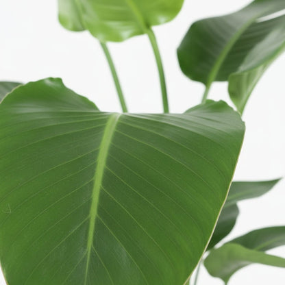 Strelitzia nicolai – Paradisier blanc / Oiseau de paradis - Verdeia