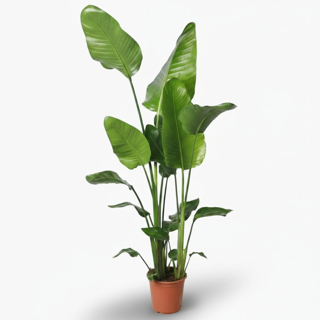 Strelitzia nicolai – Paradisier blanc / Oiseau de paradis - Verdeia