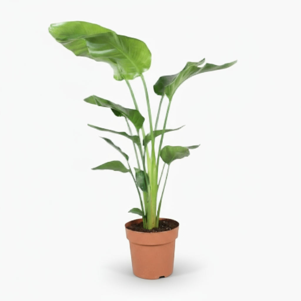 Strelitzia nicolai – Paradisier blanc / Oiseau de paradis - Verdeia