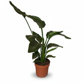 Strelitzia Nicolai (Paradisier blanc) - Verdeia - 14