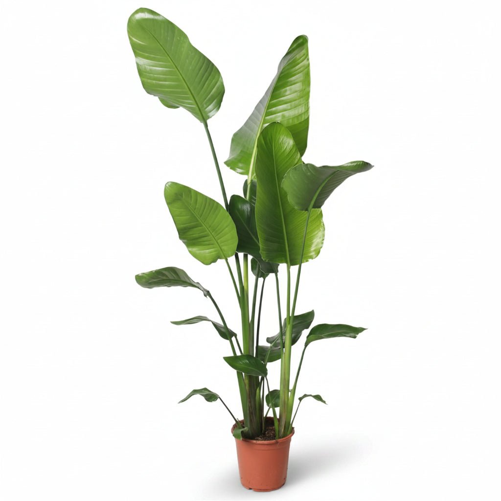 Strelitzia Nicolai (Paradisier blanc) - Verdeia - 15