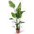 Strelitzia Nicolai (Paradisier blanc) - Verdeia - 15