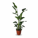 Strelitzia Nicolai (Paradisier blanc) - Verdeia - 17