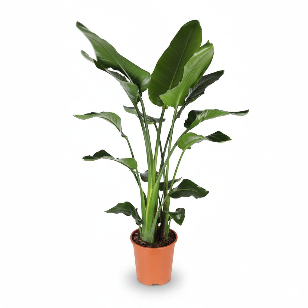 Strelitzia Nicolai (Paradisier blanc) - Verdeia - 16