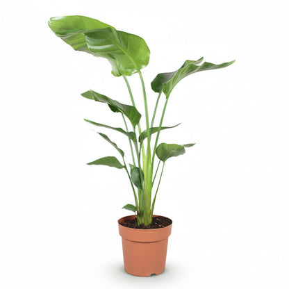 Strelitzia Nicolai (Paradisier blanc) - Verdeia - 18