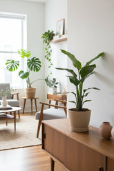 Strelitzia Reginae — Bird of Paradise — Ø12 cm — H40 cm - Verdeia - 5