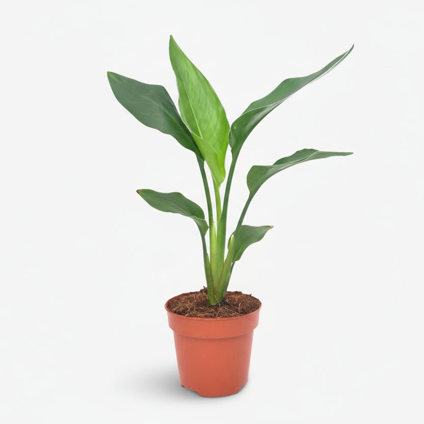 Strelitzia Reginae — Ave del paraíso — Ø12 cm — H40 cm - Verdeia - 1