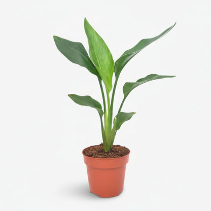 Strelitzia Reginae — Bird of Paradise — Ø12 cm — H40 cm - Verdeia - 1