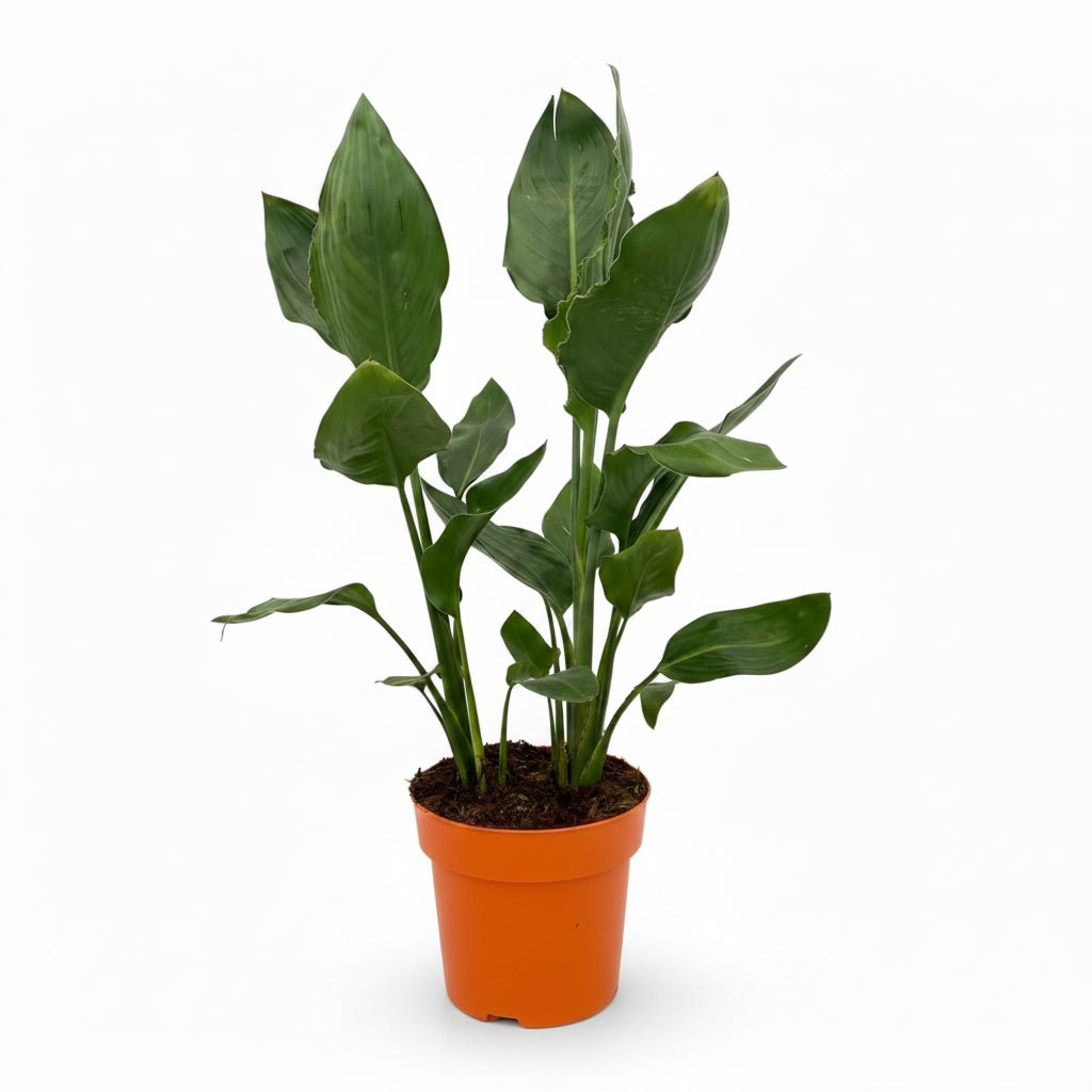 Strelitzia reginae (Oiseau de paradis) - Verdeia - 6