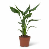 Strelitzia reginae (Oiseau de paradis) - Verdeia - 8