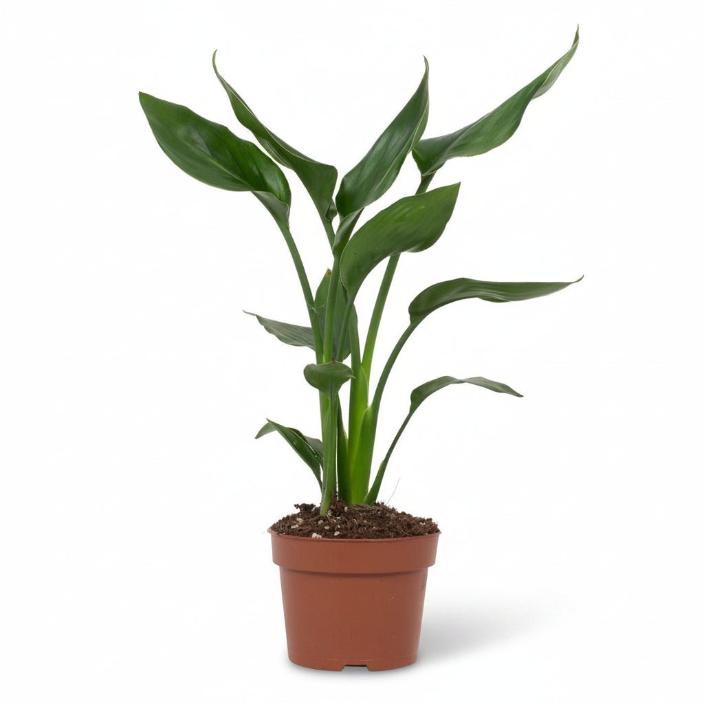 Strelitzia reginae (Oiseau de paradis) - Verdeia - 8