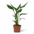Strelitzia reginae (Oiseau de paradis) - Verdeia - 8